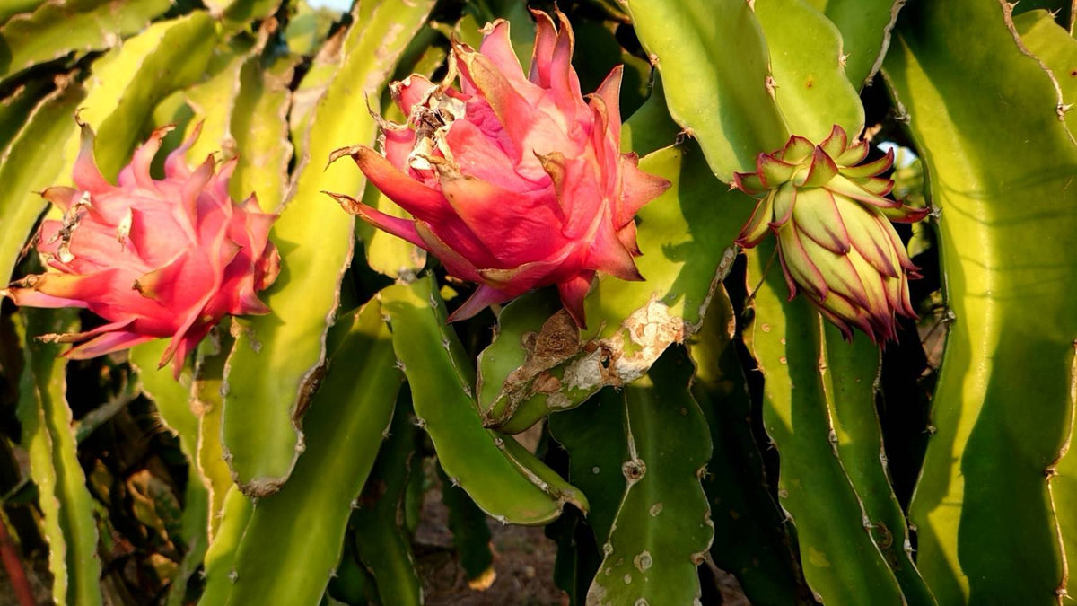 ドラゴンフルーツあります！ – 徳之島の黒糖焼酎専門店M's 本店